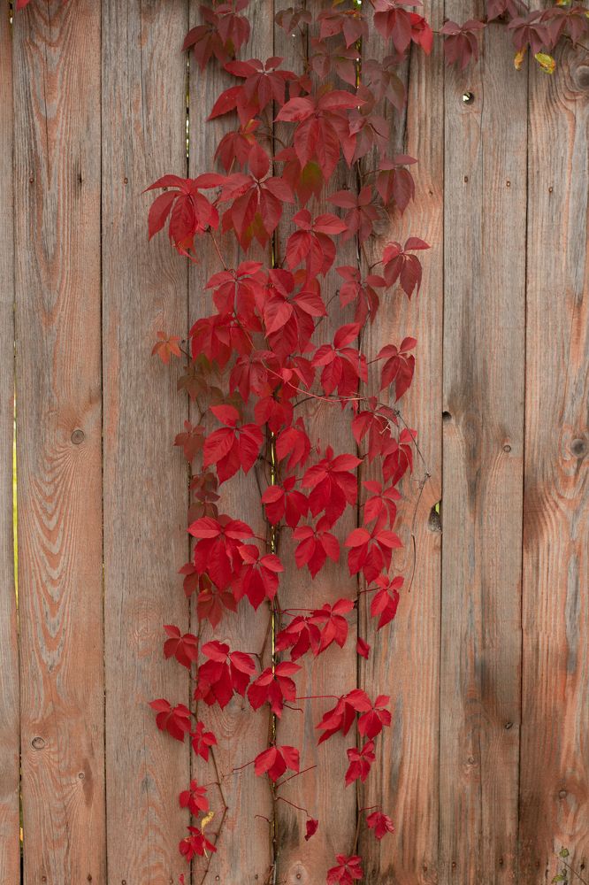 Photograph by Наталья Федорова