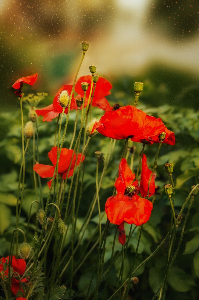 Photograph by Светлана Инькова