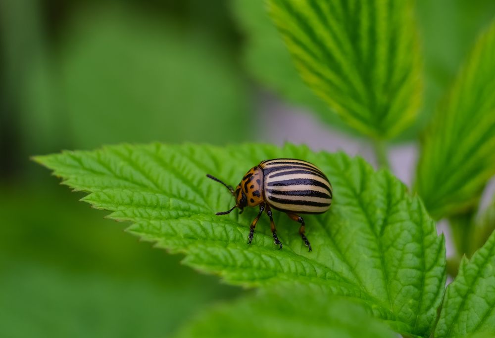 Photograph by Ирина Никульча