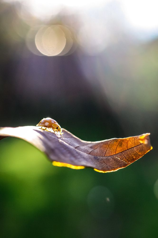 Бегущая по волнам