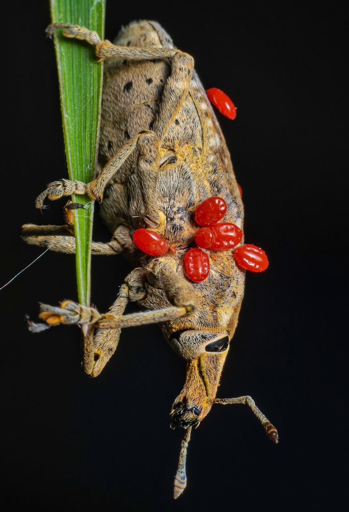 Photograph by Biswanath Chaki