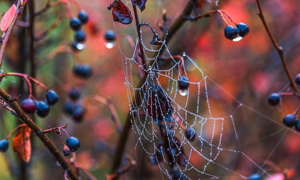 Photograph by Владимир Безбородов