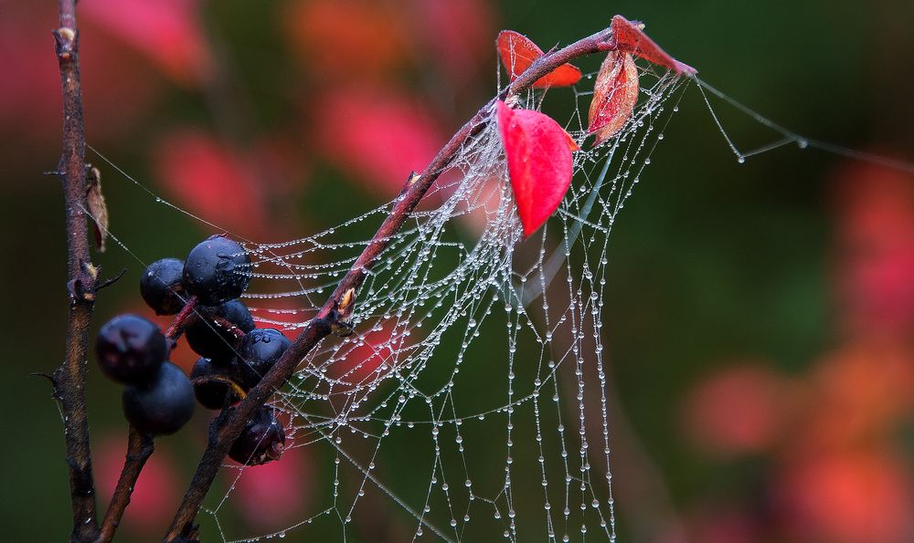 Photograph by Владимир Безбородов