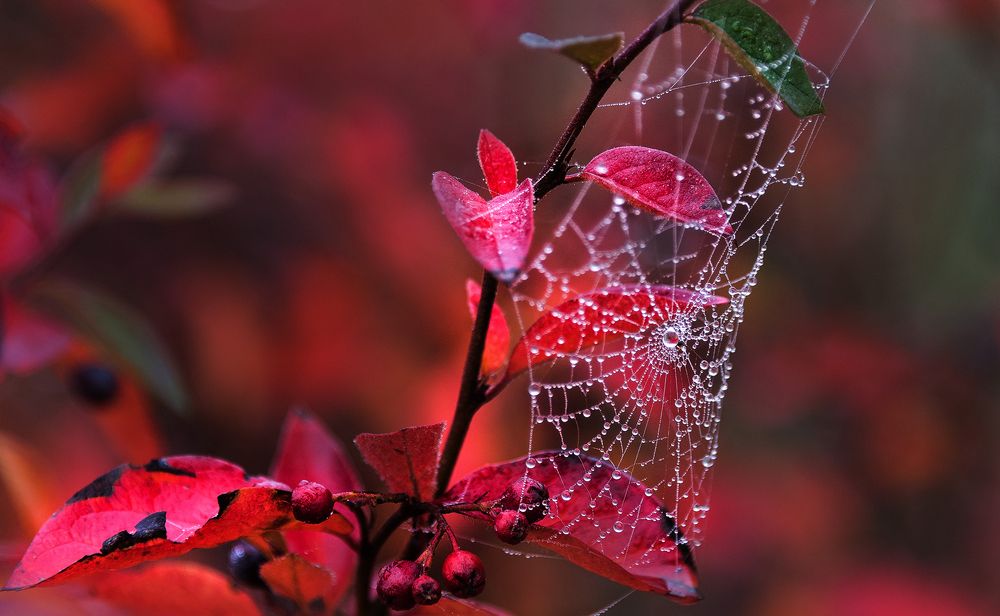 Photograph by Владимир Безбородов