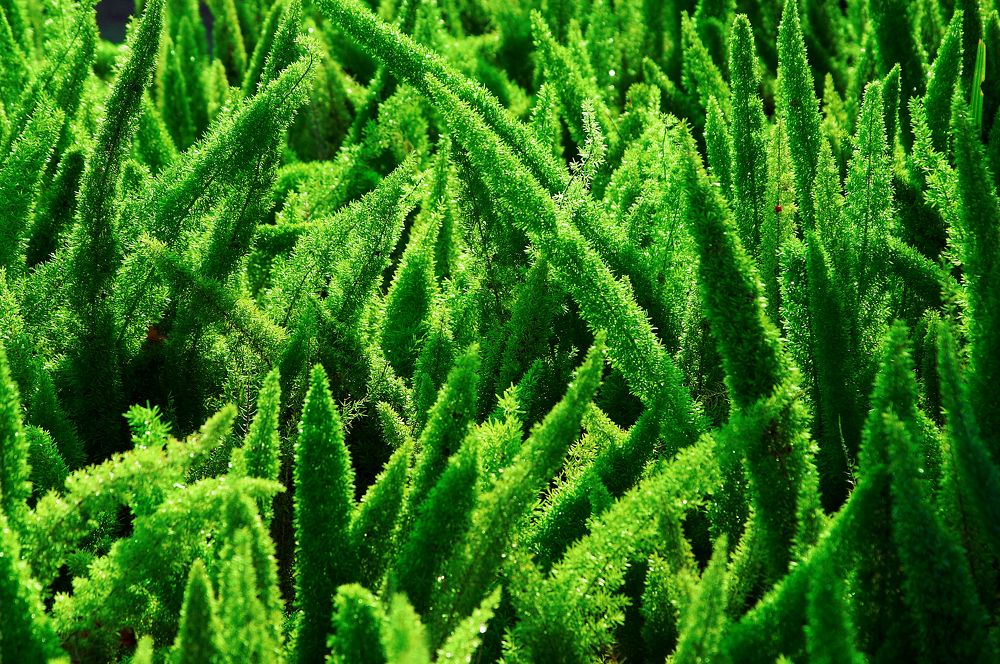 Photograph by Gregory Linschitz