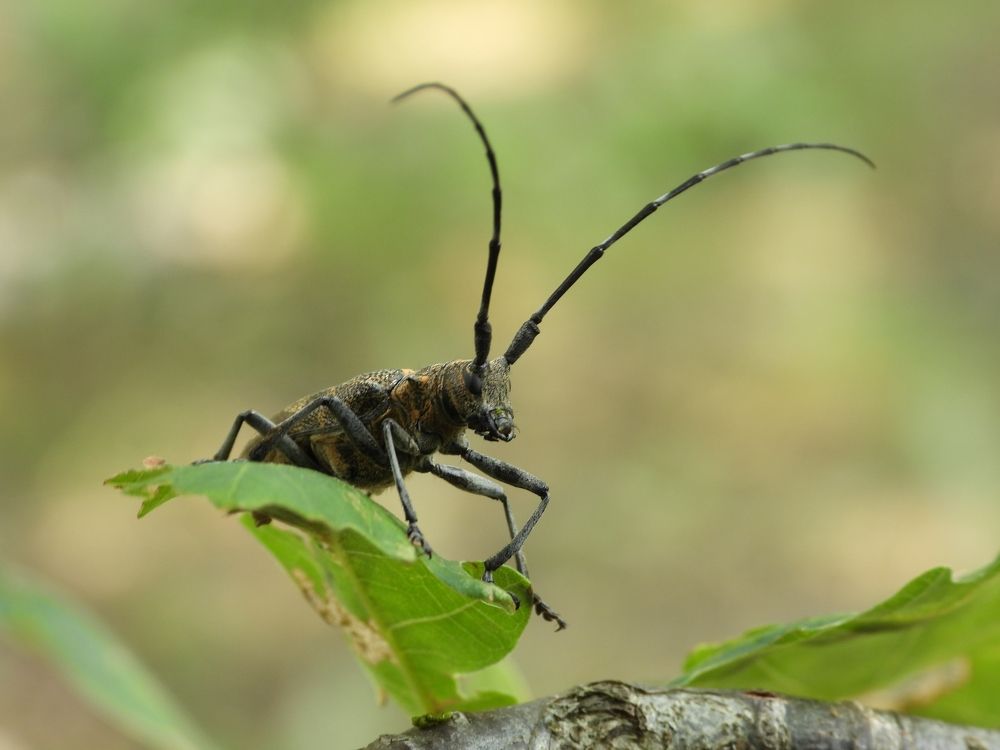 Фотография автора Совлан Рус
