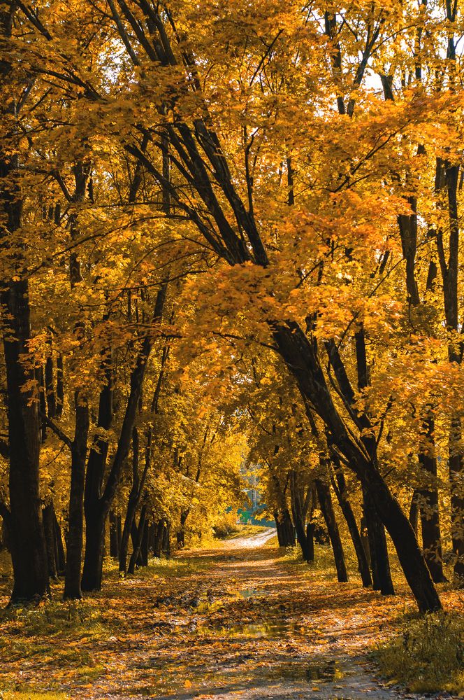 Фотография автора Мила Раткина