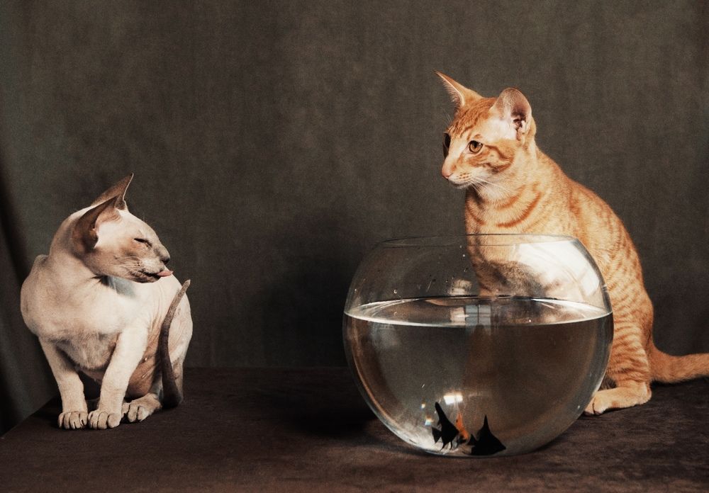 Фотография автора Galina Sa