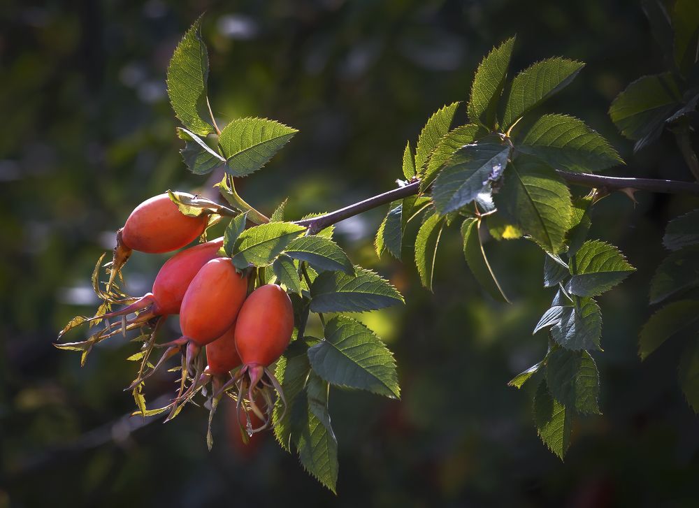 Шиповник краснеет, его собирай. В нём все витамины - заваривай чай!