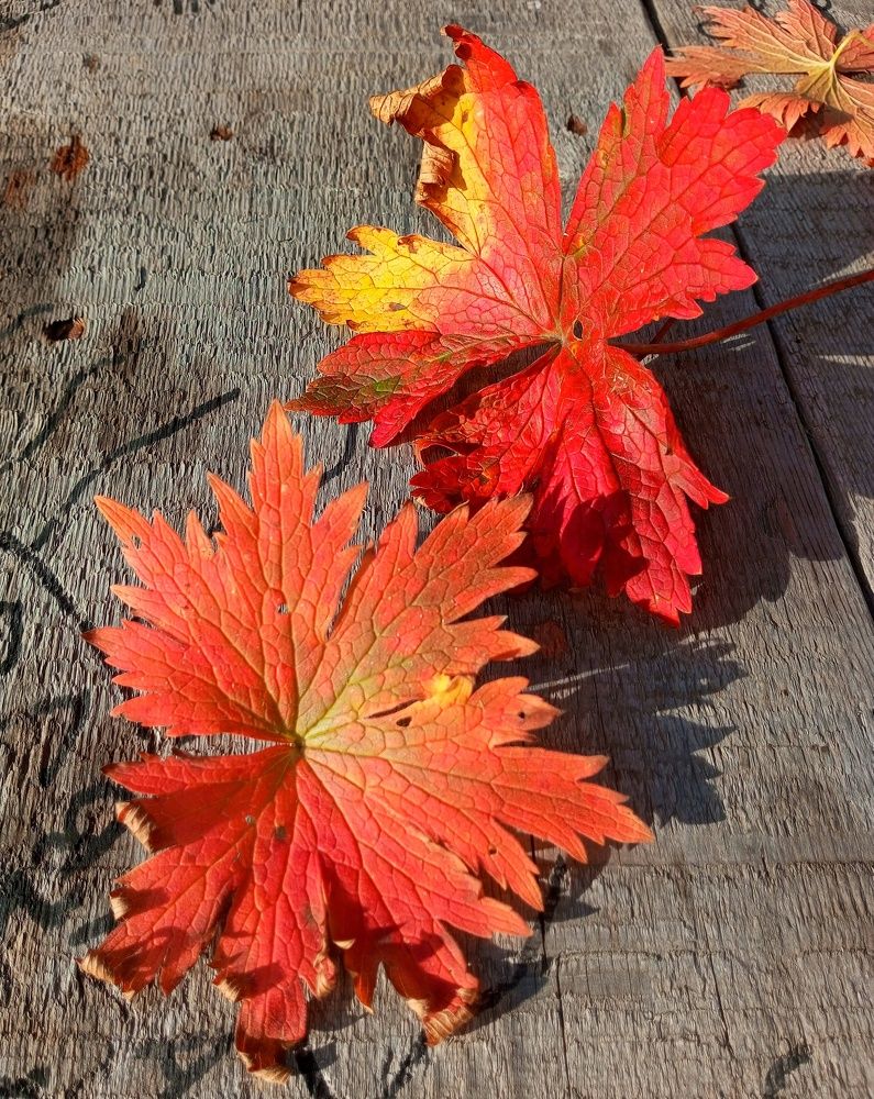 Photograph by Ирина Фирсова