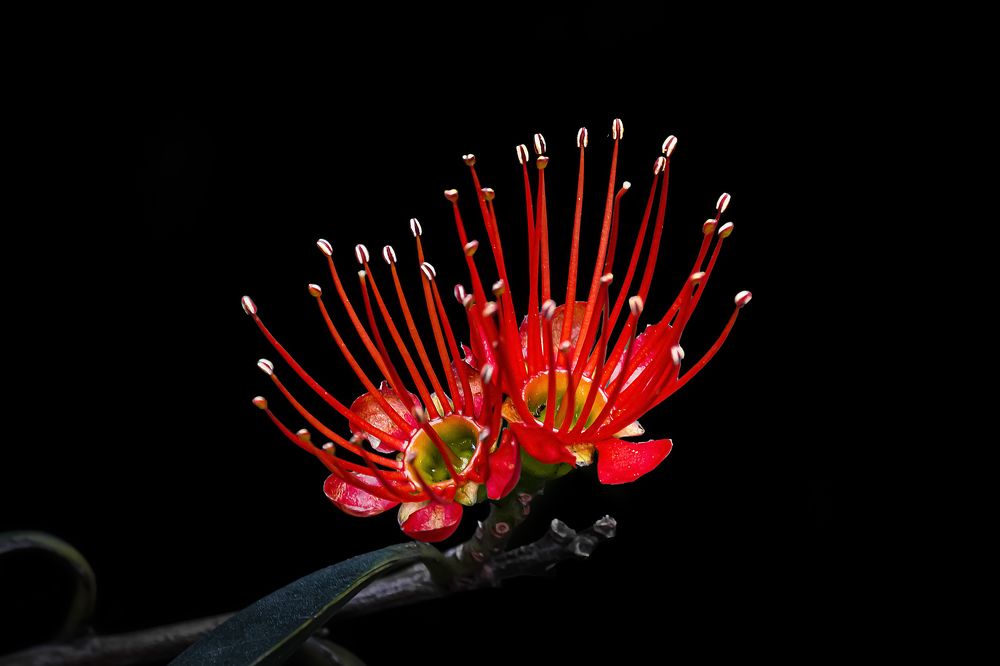 Фотография автора NeCoTi ChonTin