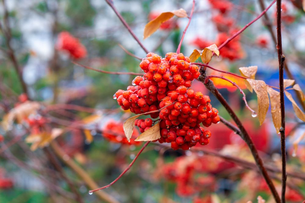 Photograph by Александр Пургин