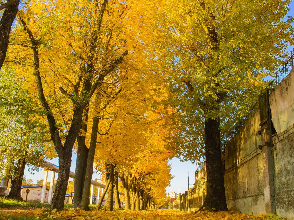 Фотография автора Алексей Борисов