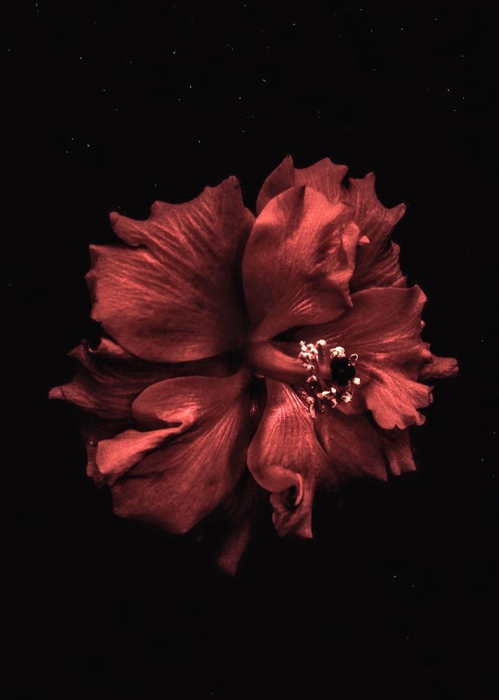 Hibiscus amidst Stars