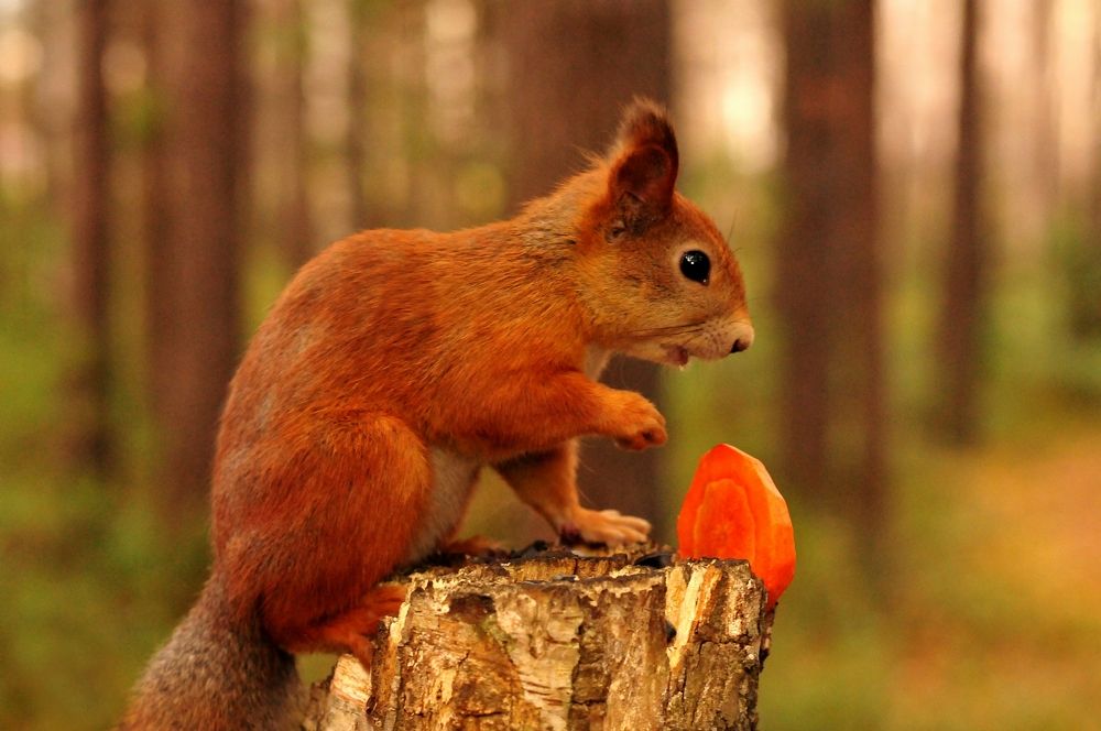 В оранжевом цвете