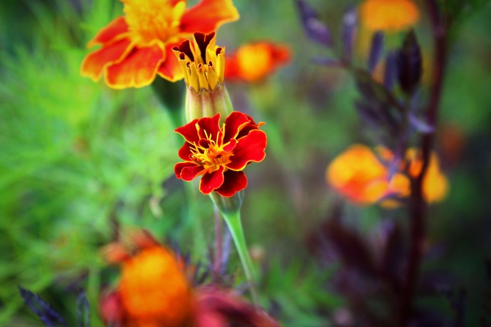 Photograph by Владимир Сушкин