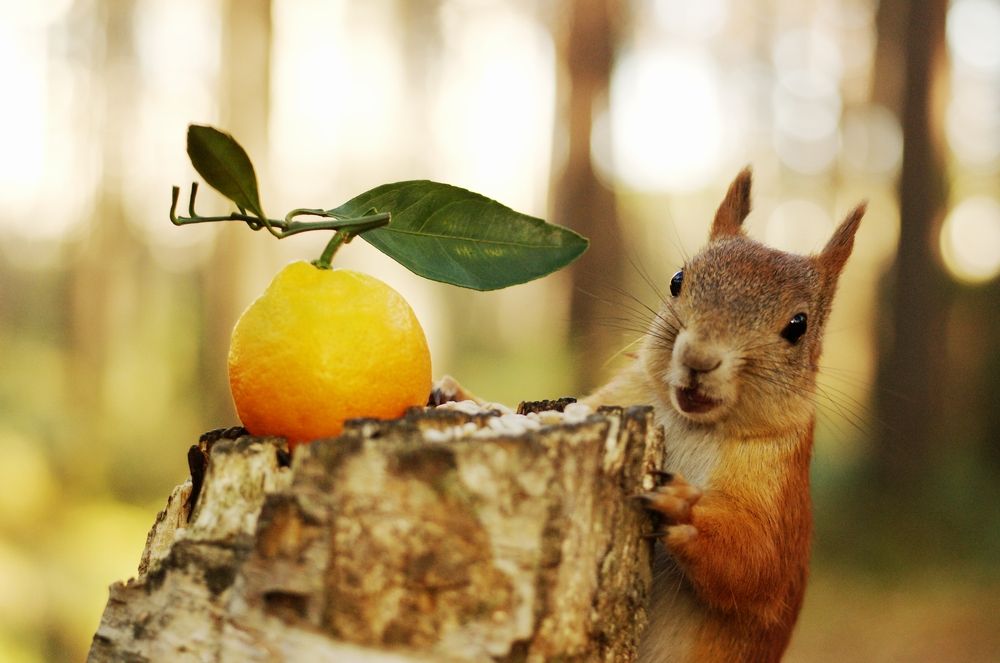 И, мандаринка тоже мне?