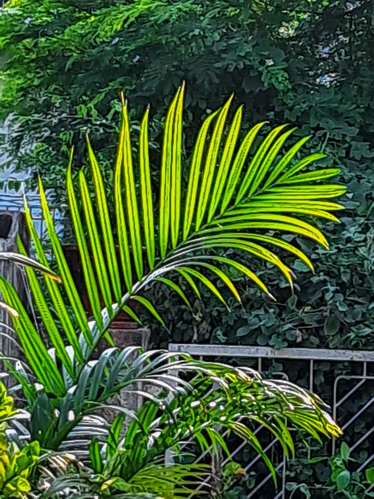 Photograph by Manish (Valmie) Joshi