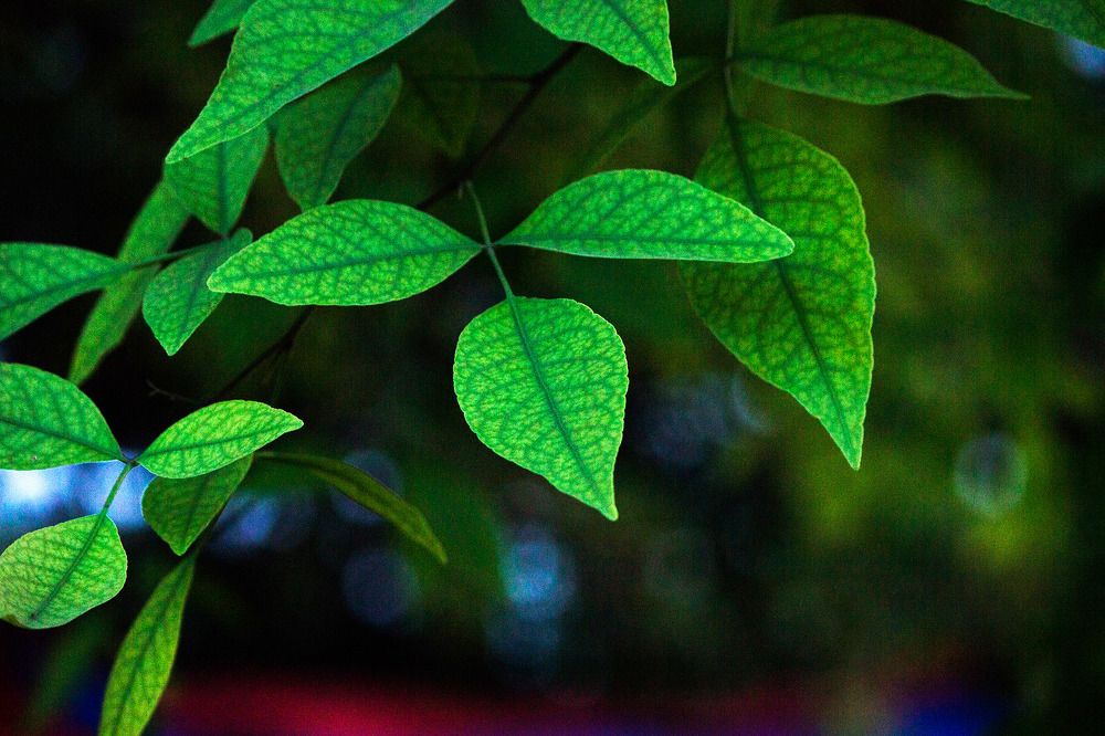 Photograph by Manish (Valmie) Joshi