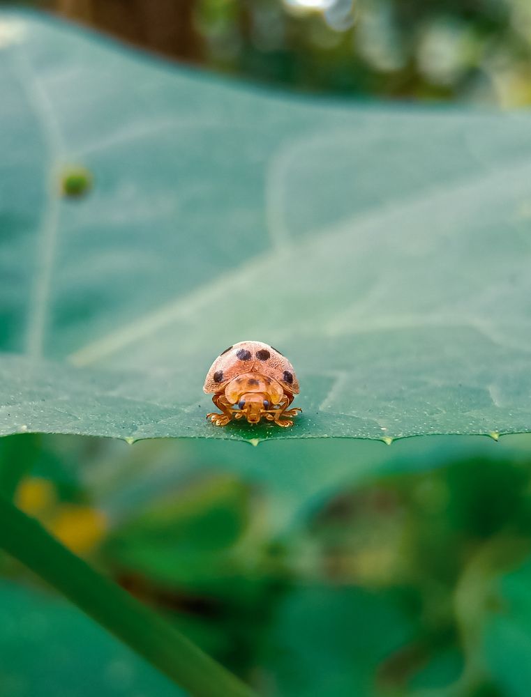 Photograph by Souvik Bhattacharyya