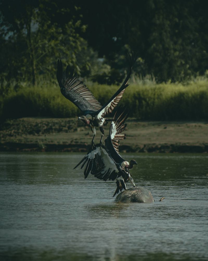 Photograph by Sueal Ankrit Rana