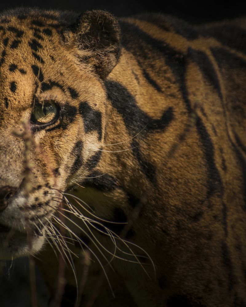 Photograph by Sueal Ankrit Rana