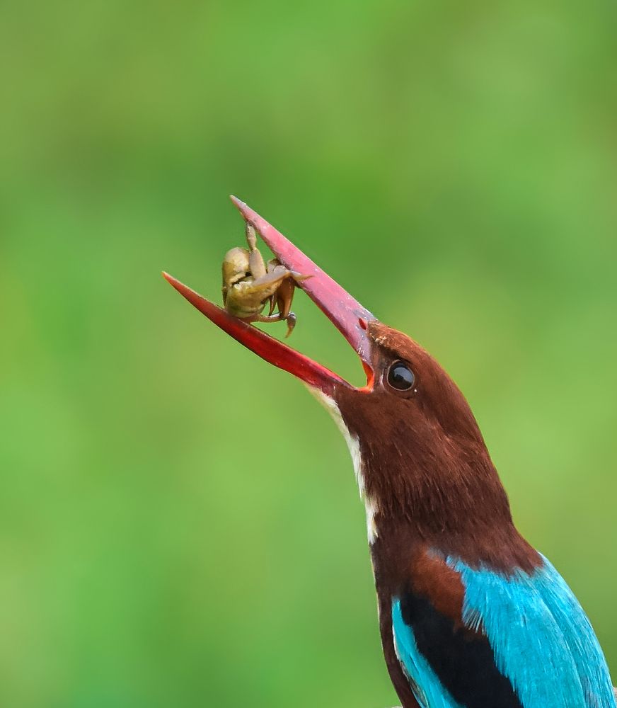 White-throated kingfisher