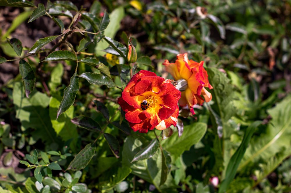 Photograph by Сергей Аникушин