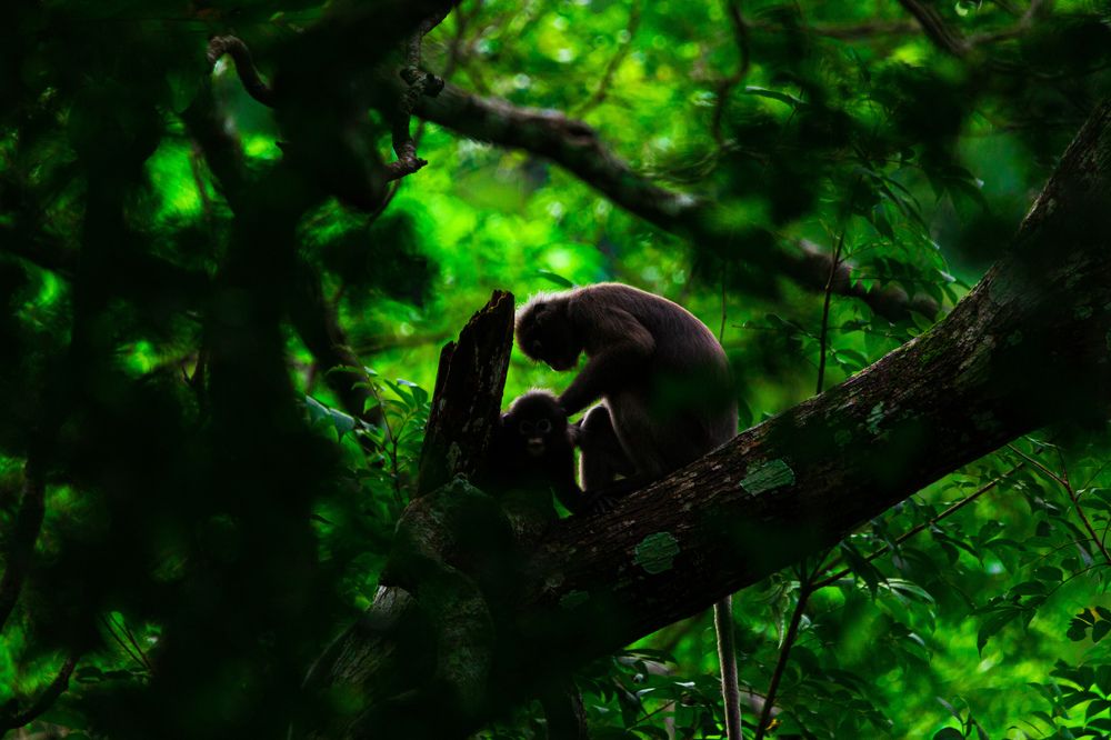 Dusky leaf monkey on the tree