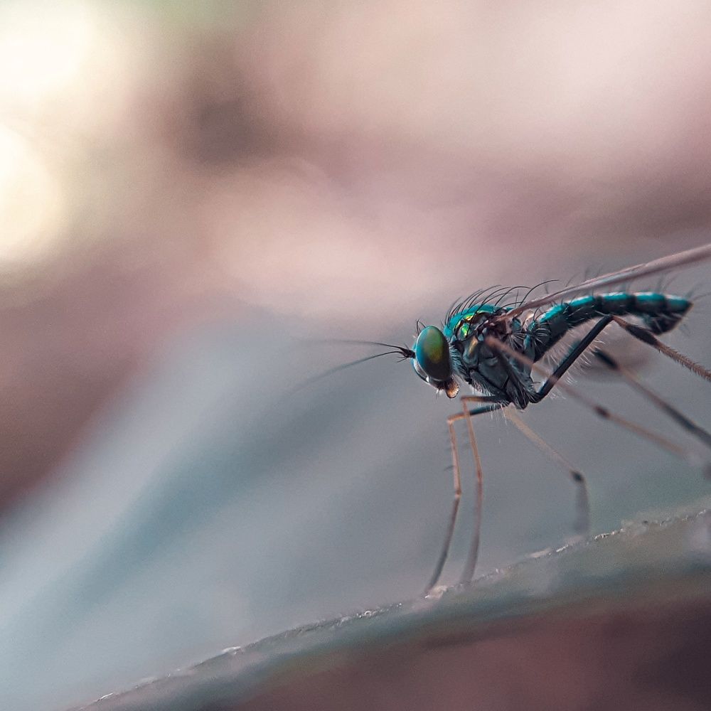 Photograph by Dillibaskar