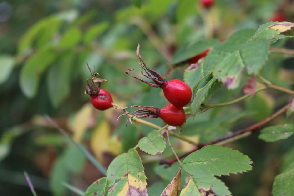 Photograph by Софья Белоногова