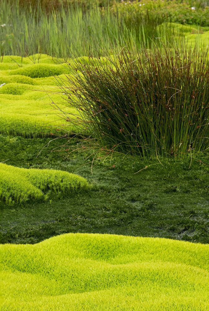 Среди зеленого мха