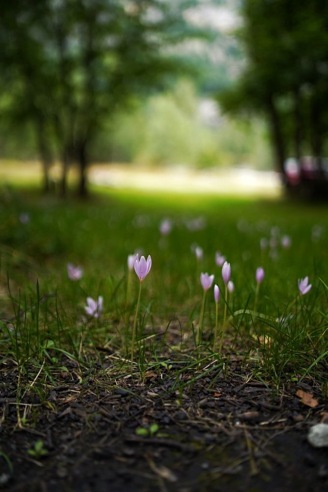 Photograph by Hutusoru Roberto