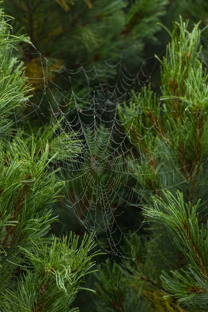 Пустые сети