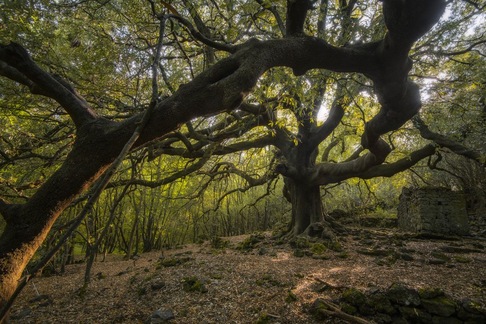 Photograph by Giancarlo Tinè