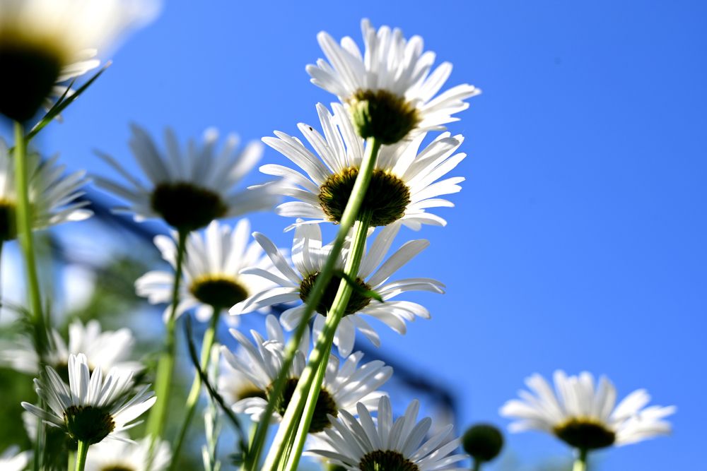 Photograph by Светлана Вербицкая