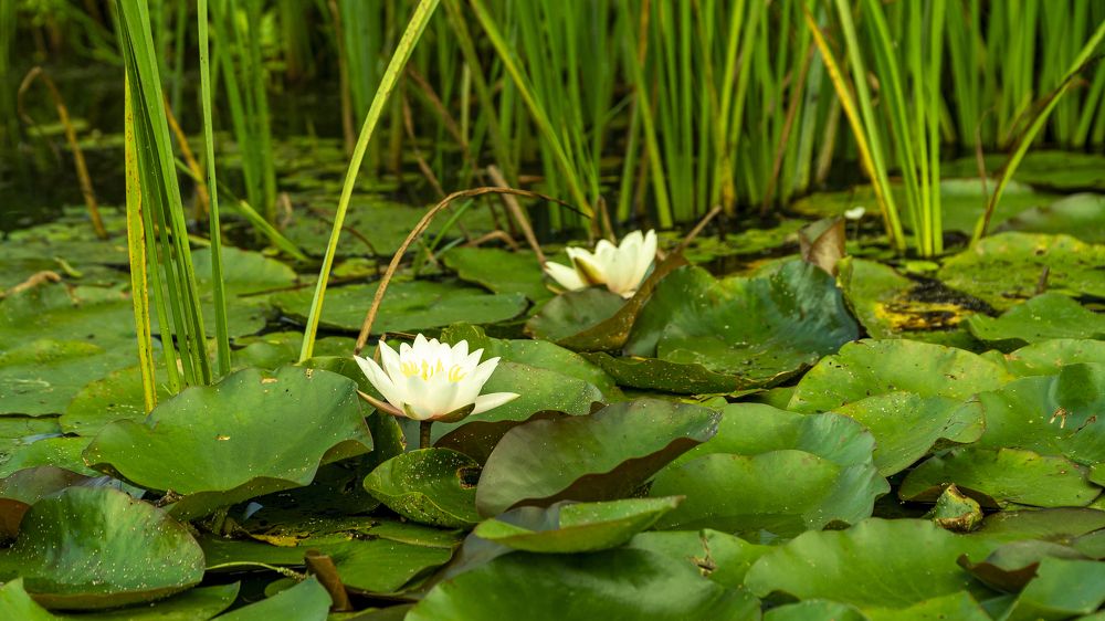 Photograph by W_r Fischer