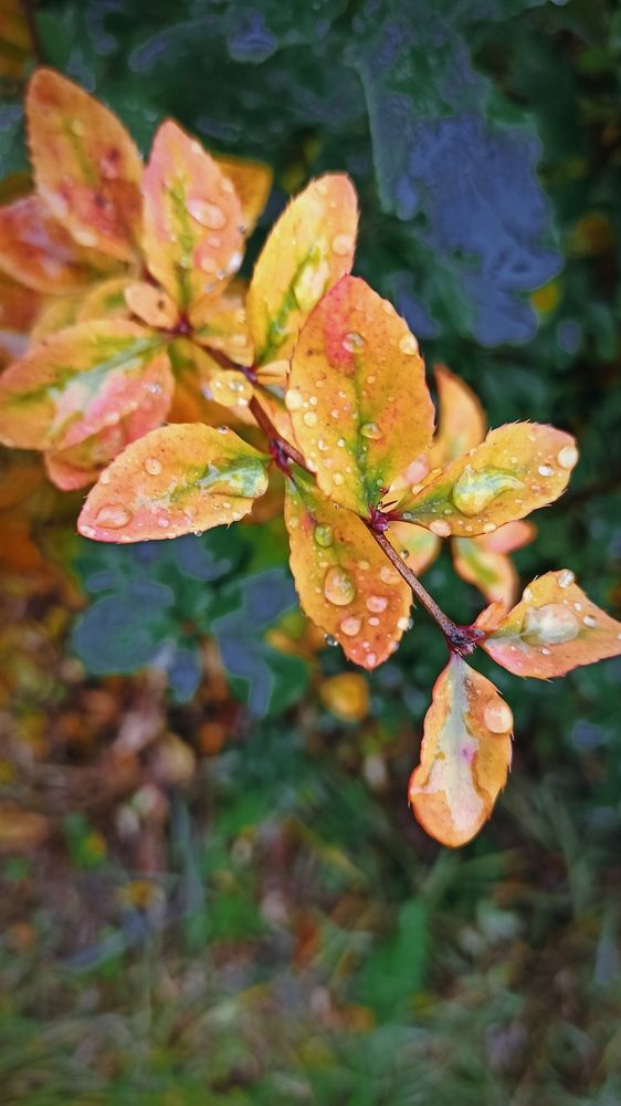 Фотография автора Надежда Тарасенко