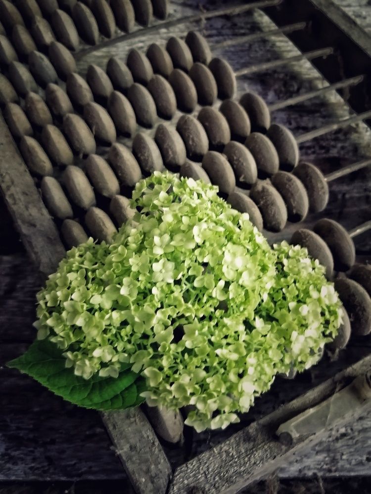 Фотография автора Fotolove Tasha