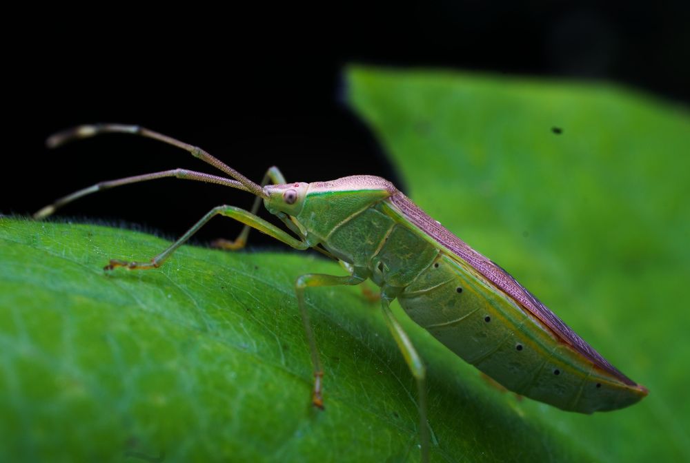 Фотография автора Bharat Ravat
