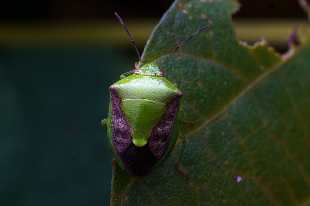 Фотография автора Bharat Ravat