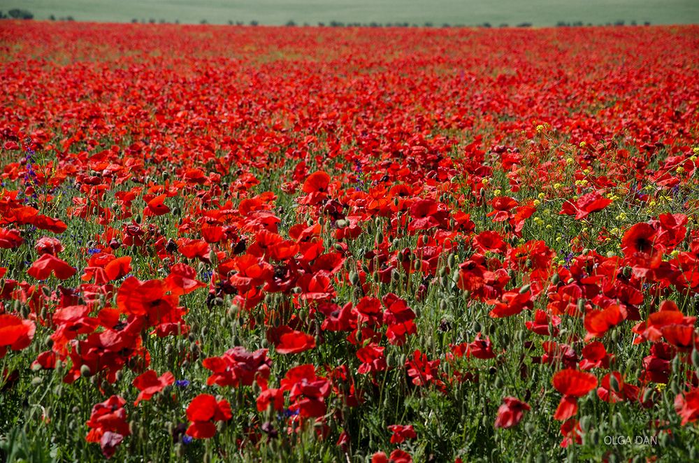 Photograph by Ольга Данилова