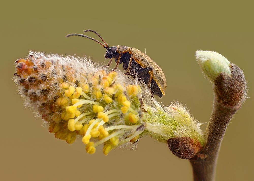 Photograph by Павел Колеснев