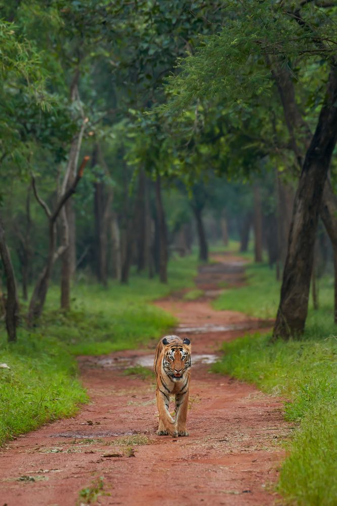 Tiger's Rainy Season