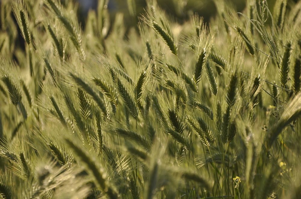 Солнце в колосках.