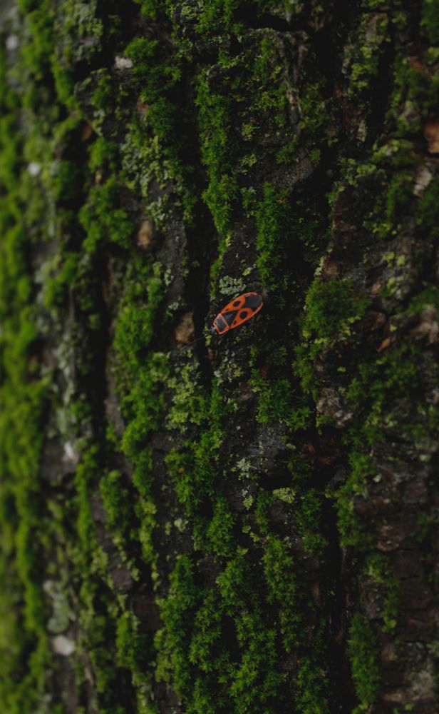 Photograph by Екатерина Дёмина
