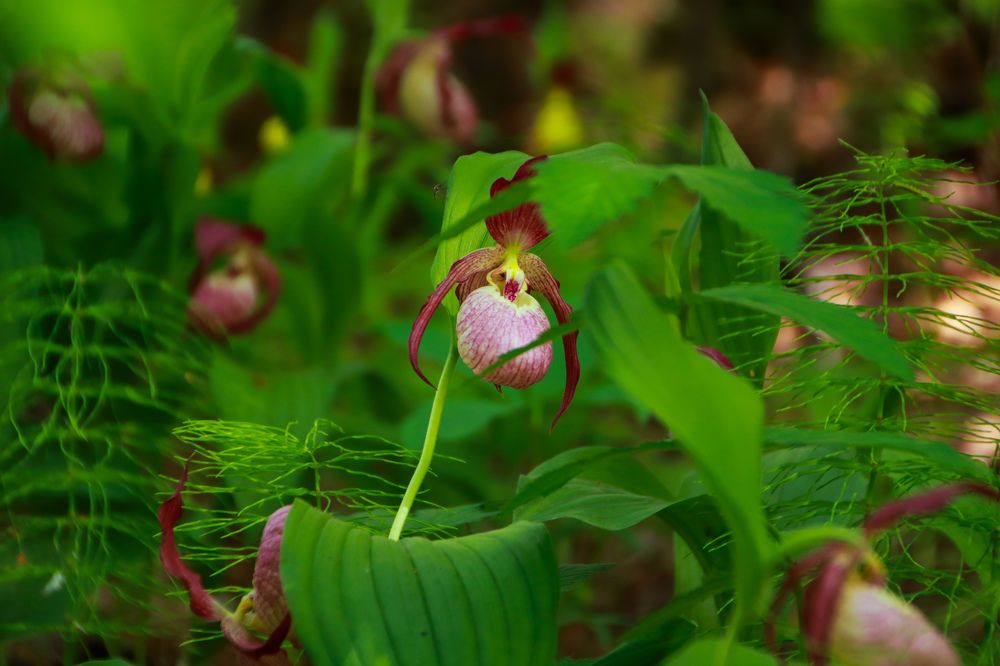 Photograph by Наталья Трифуз