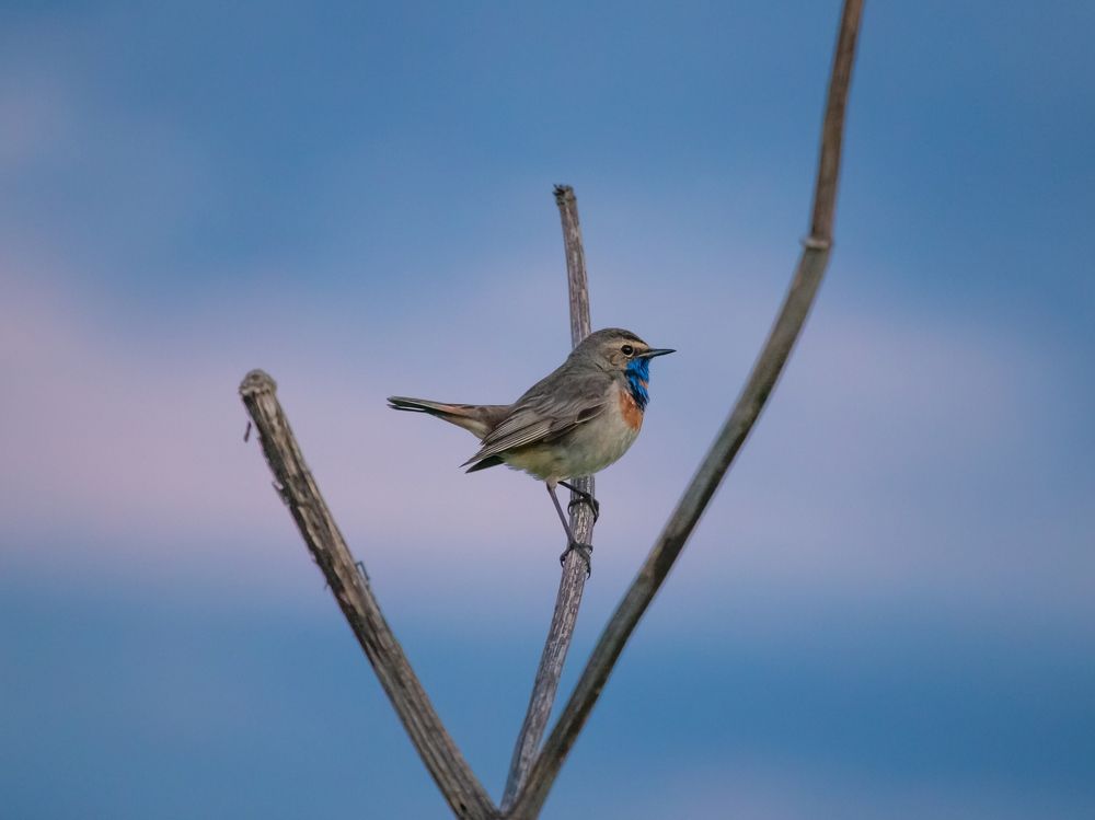 Photograph by Елена Хорохорина