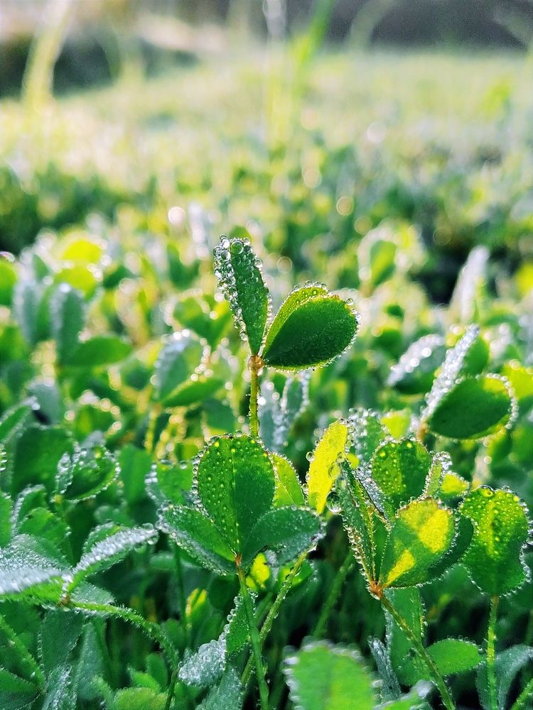 Фотография автора Rohitdadhwal