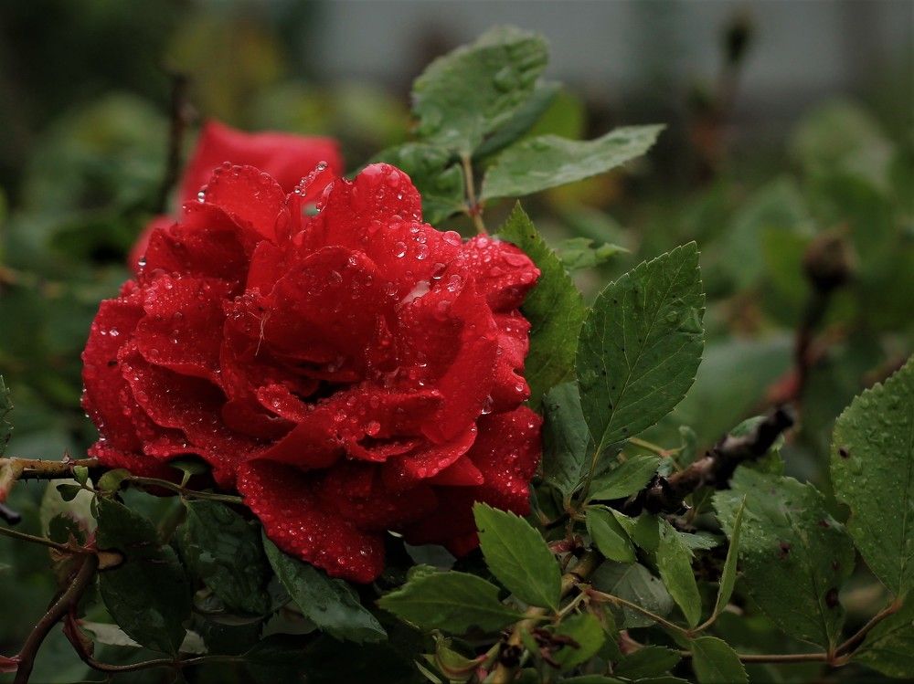 Photograph by Долгушева Татьяна